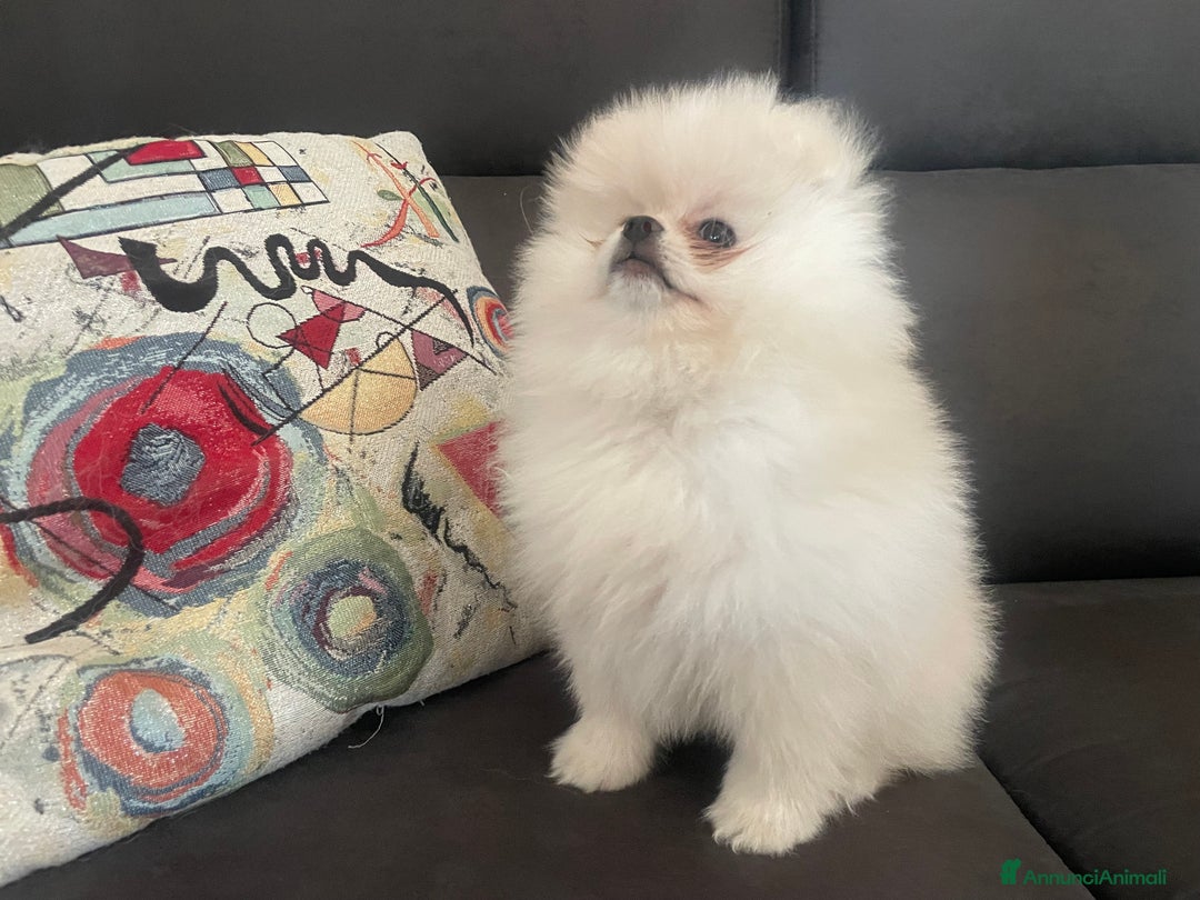 Volpino Pomerania cani in vendita: Volpino di Pomerania spritz nano  a Provincia di Viterbo - Immagine 5
