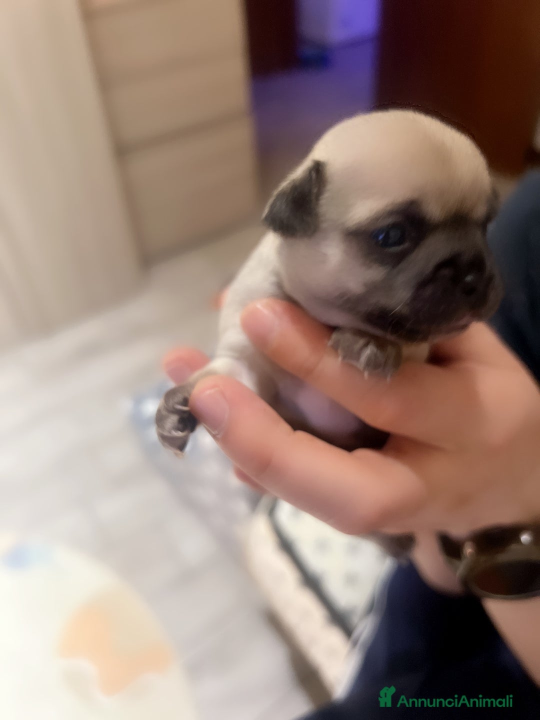 Chihuahua cani in vendita: Chihuahua  - Annuncio 4