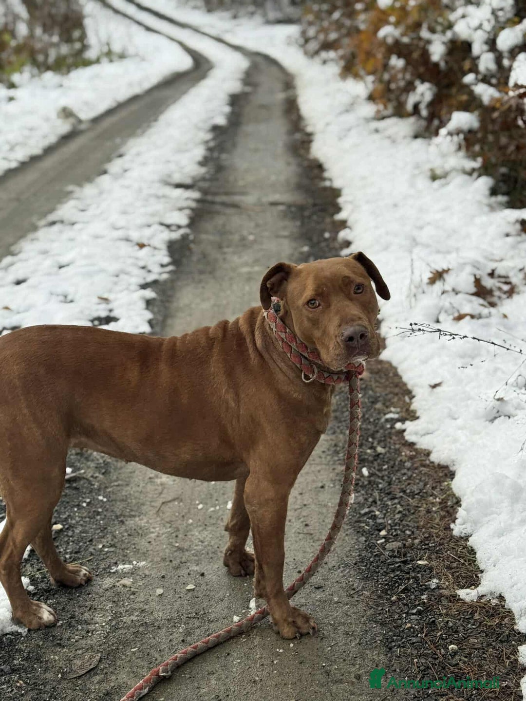Shar Pei cani in regalo: AFRODITE, bellissima mix PIT - SHARPEI! - Annuncio 1