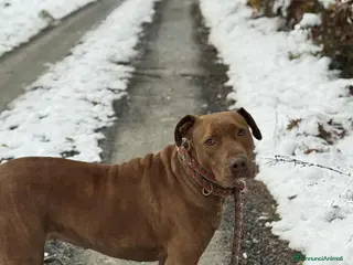 Shar Pei cani AFRODITE, bellissima mix PIT - SHARPEI! - Annuncio 2