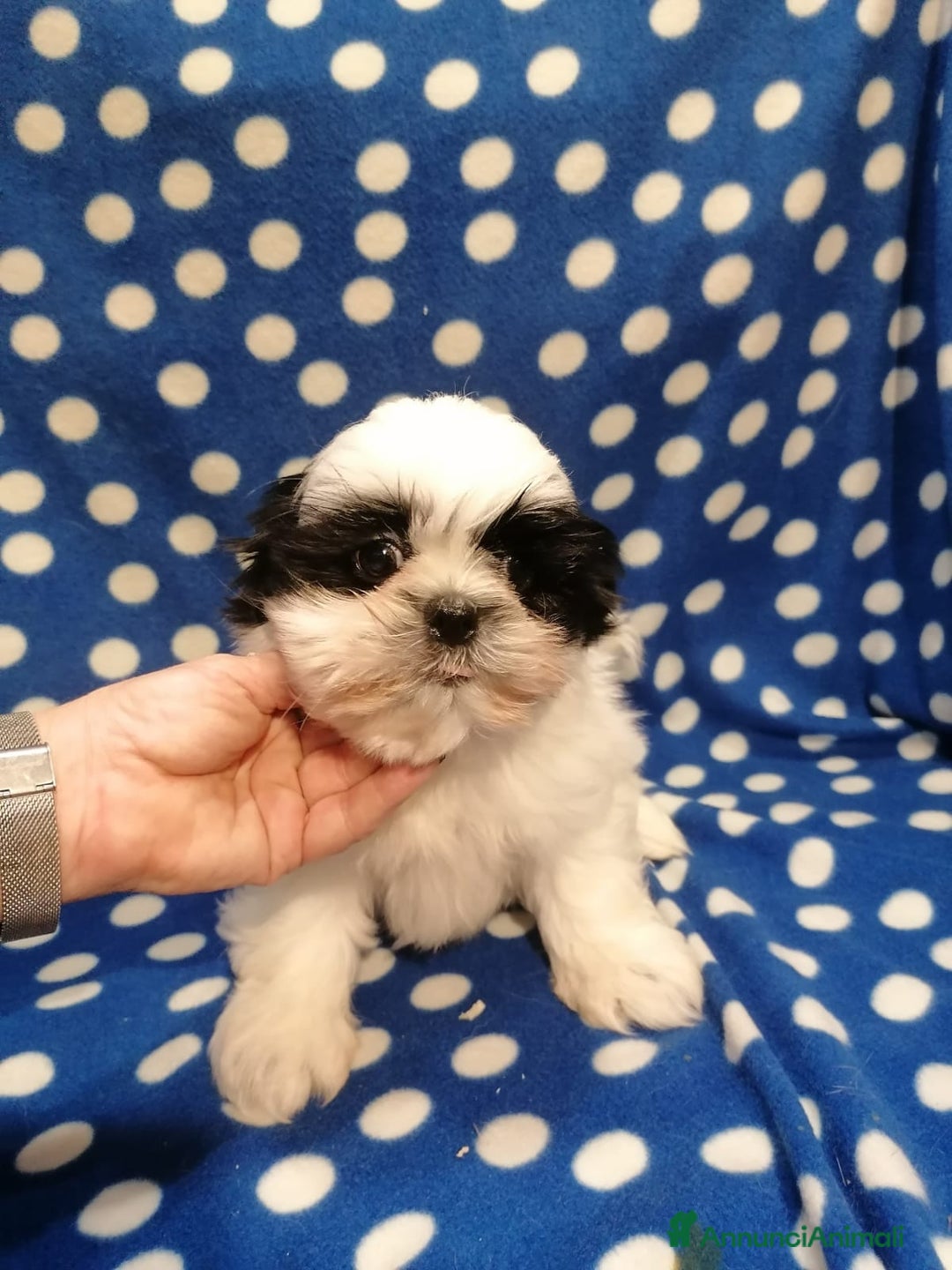 Shih Tzu cani in vendita: Shih Tzu imperiale cuccioli - Annuncio 5