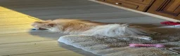 Spitz cani in vendita: Splendidi esemplari di Spitz Pomerania di 2 anni a Città Metropolitana di Bologna - Annuncio 14