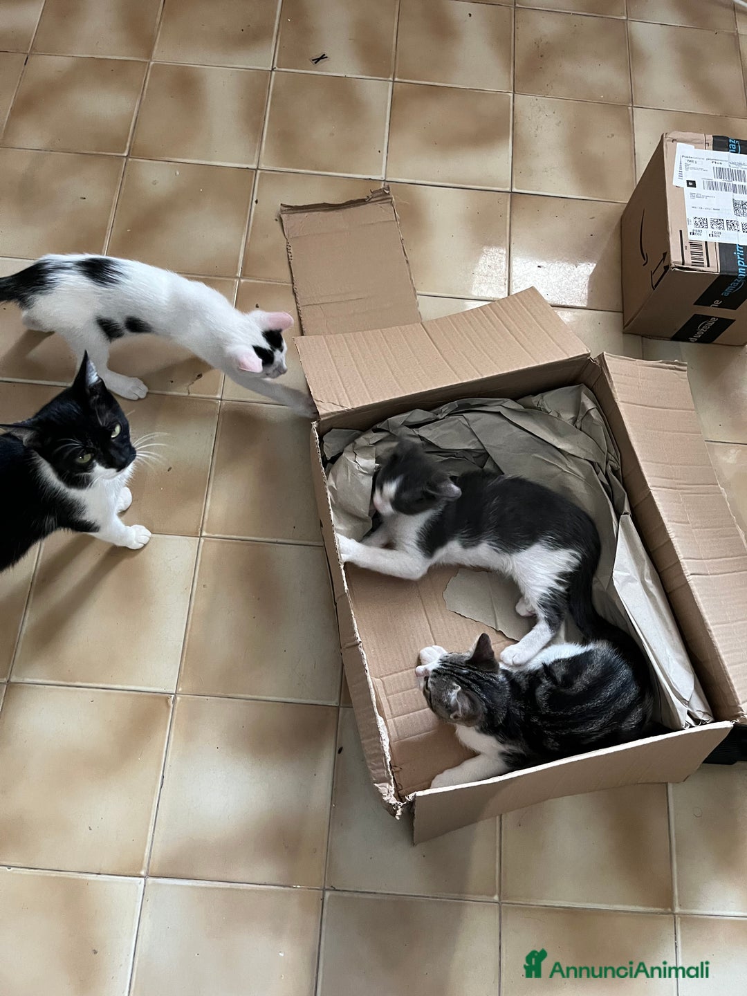 Altre razze gatti in regalo: Regalo coppia di fratellini - Annuncio 5