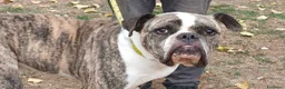 American Bully cani in regalo: ETTORE AMERICAN BULLDOG TI STA ASPETTANDO - Annuncio 1