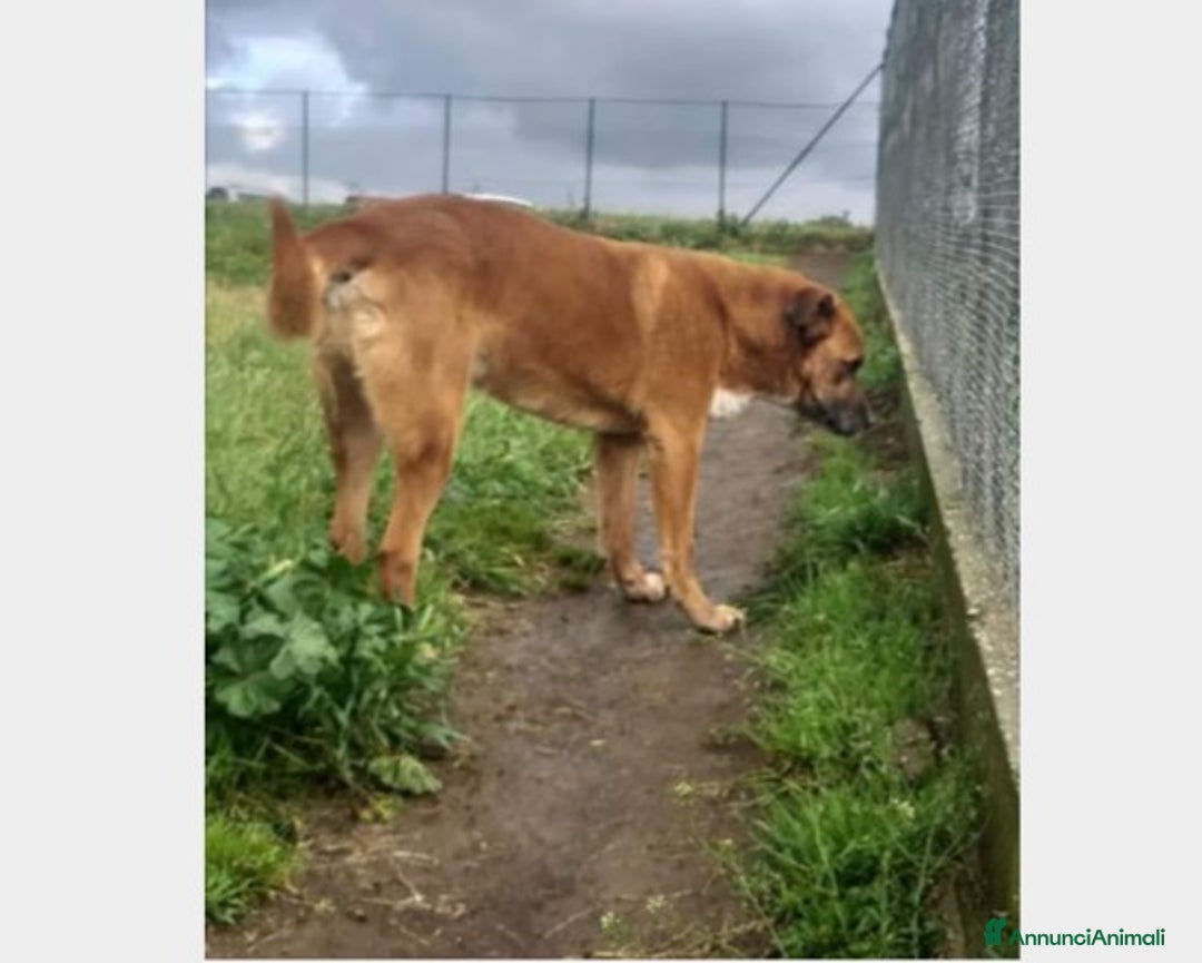 Meticcio cani in regalo: Flick, sostanza e dolcezza  a Roma - Annuncio 7