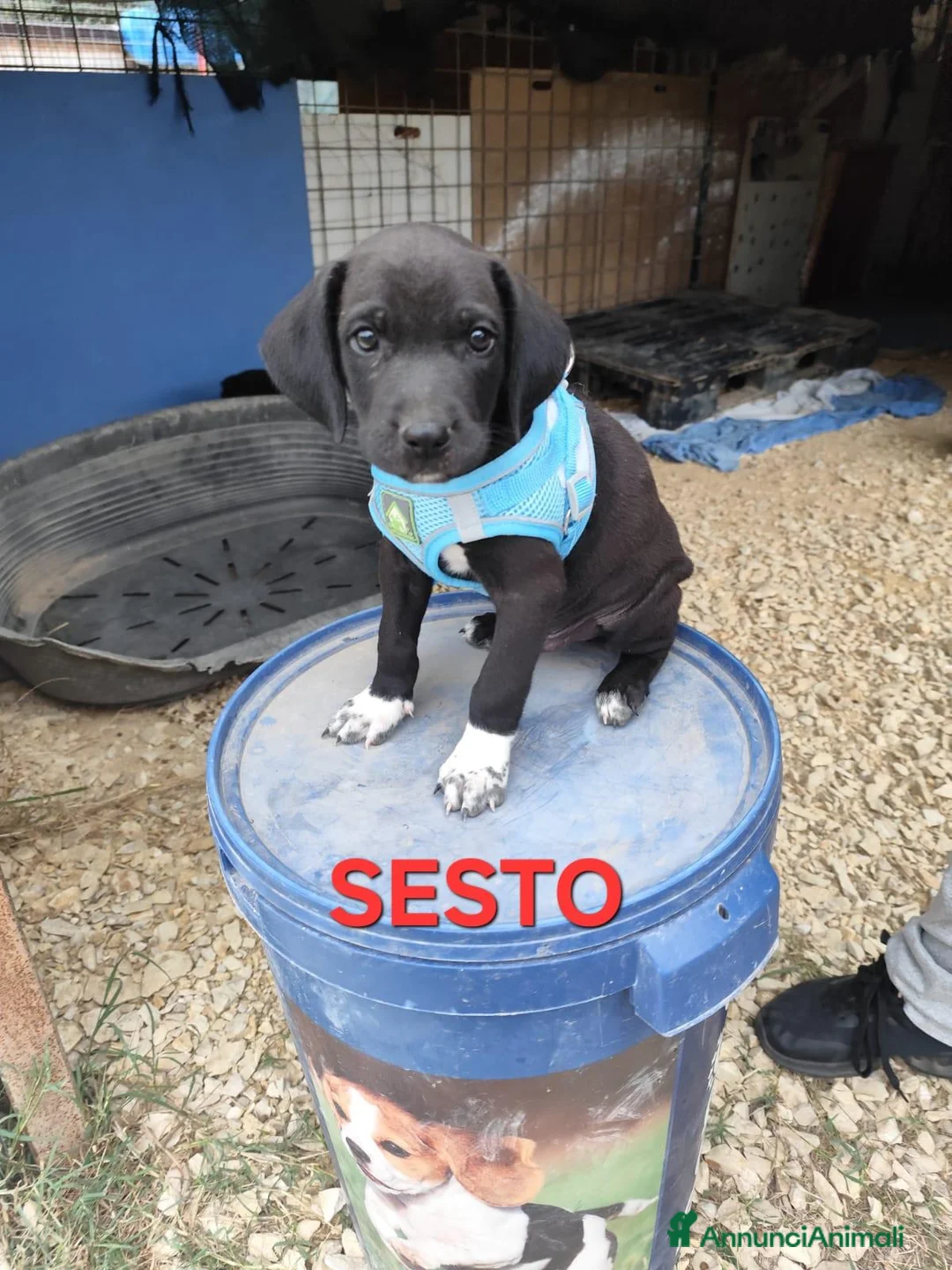 Meticcio cani in regalo: SESTO spettacolare cucciolo di 2 mesi ❤ - Annuncio 2