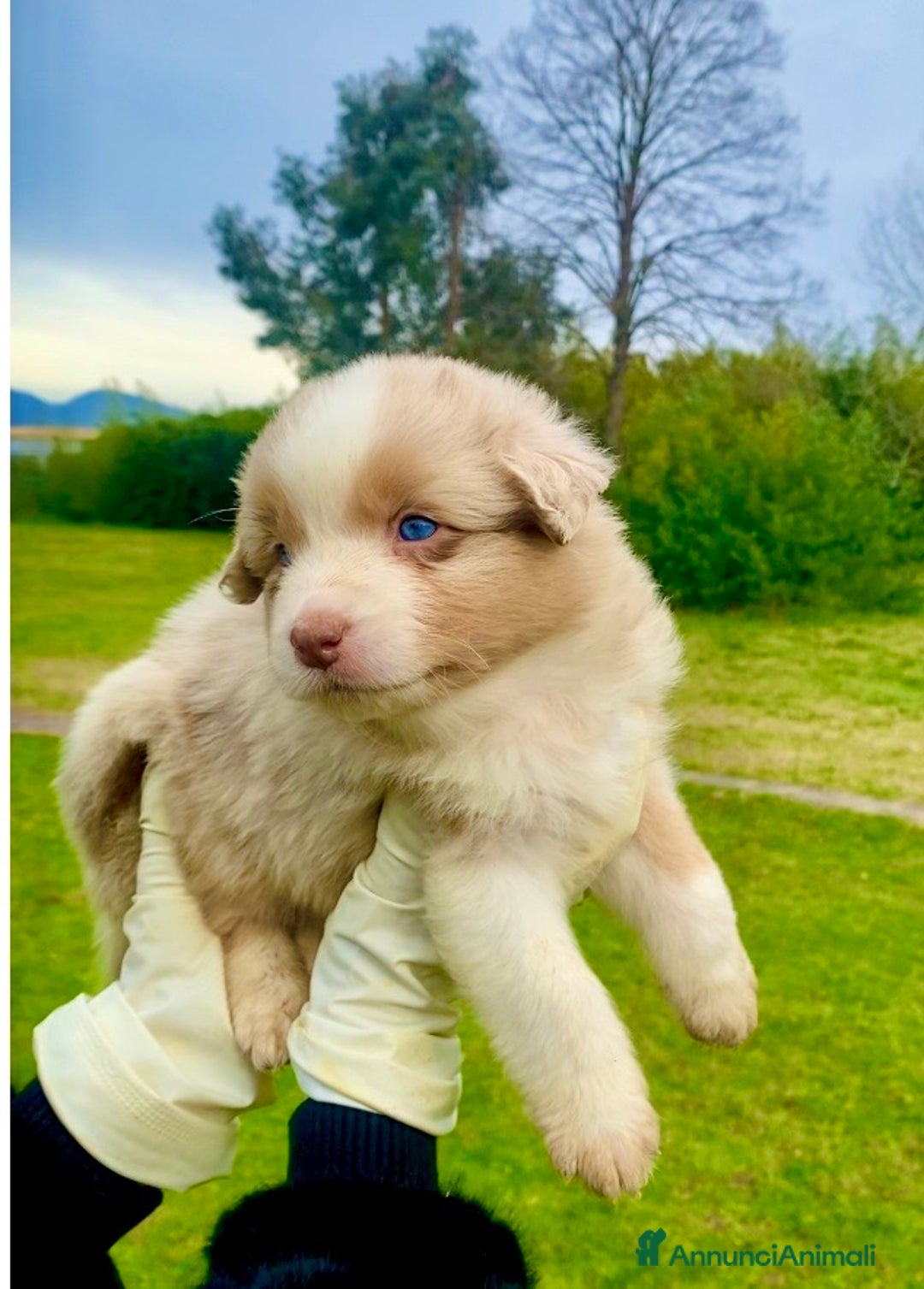 Australian Shepherd cani in vendita: Australian Shepherd pastore australiano cuccioli - Annuncio 4