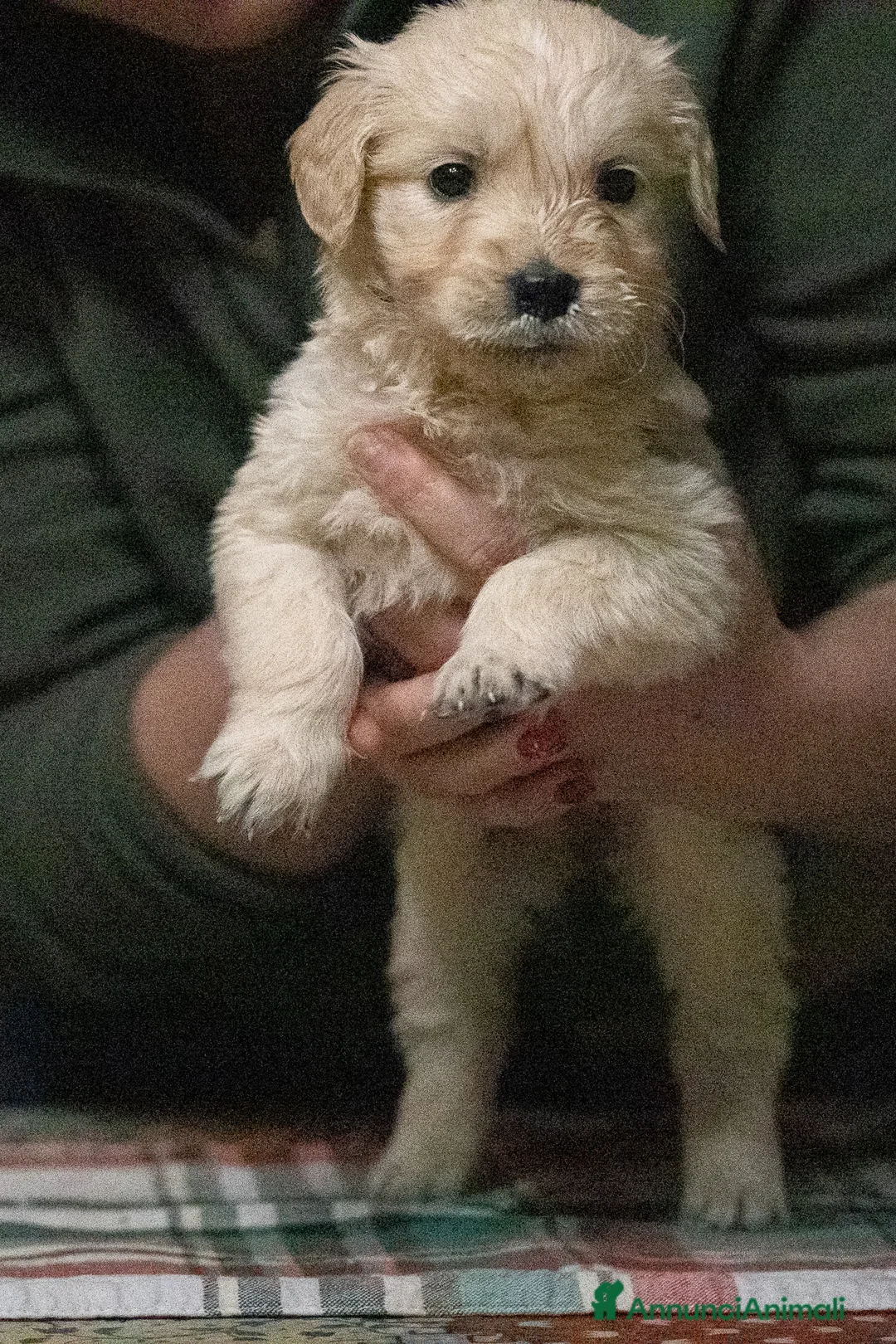 Golden Retriever cani in vendita: Golden Retriever Linea Inglese - Annuncio 4