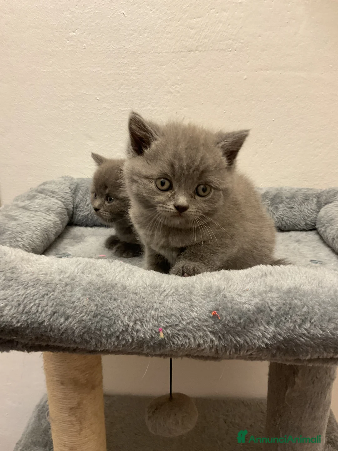 Scottish gatti in vendita: Gatti scottish a Città Metropolitana di Bologna - Annuncio 1