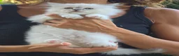 Sacro di Birmania gatti in vendita: Cuccioli Sacri di Birmania - Annuncio 2