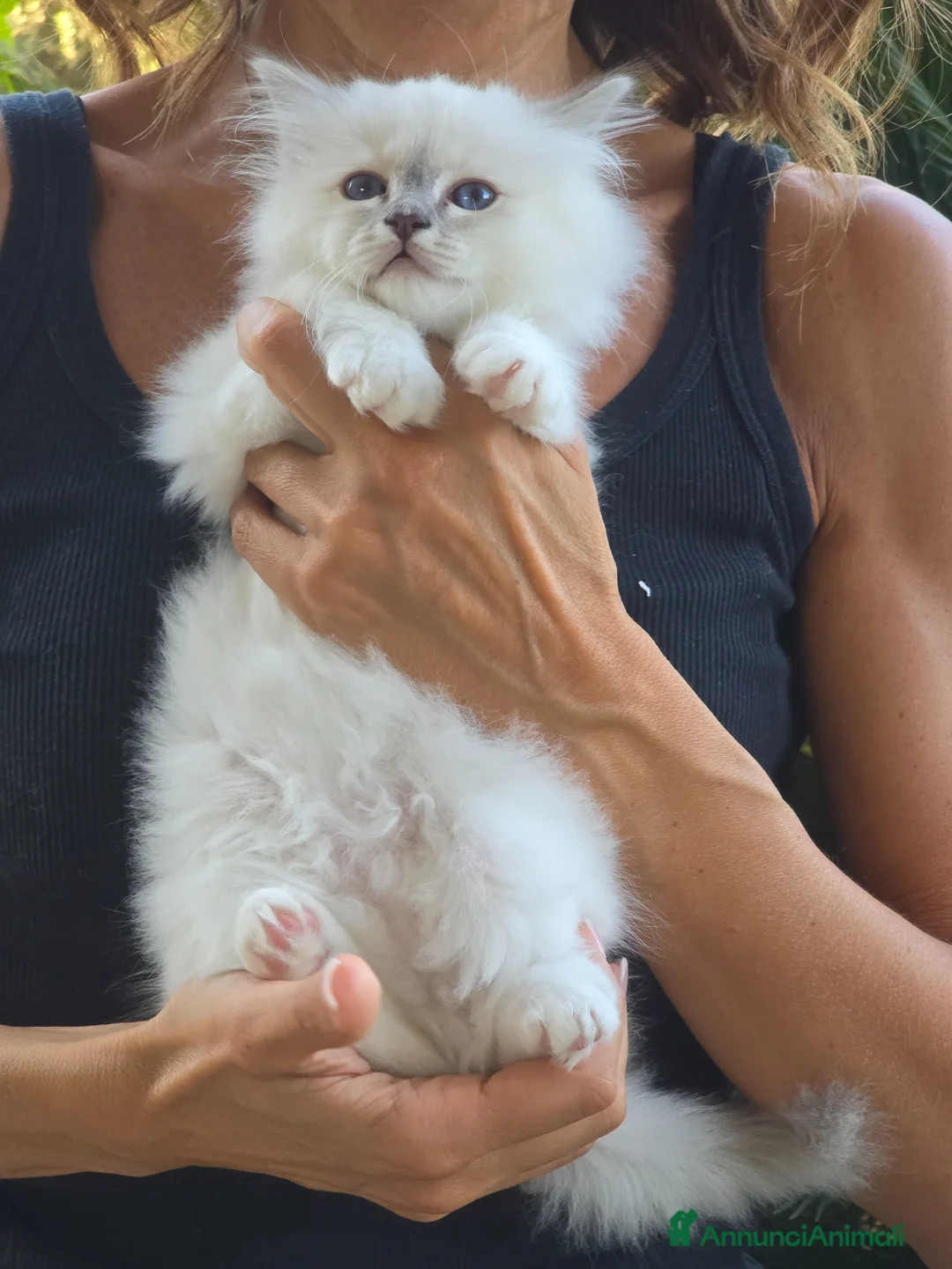 Sacro di Birmania gatti in vendita: Cuccioli Sacri di Birmania - Annuncio 2
