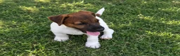 Jack Russell cani in vendita: Jack Russell Cucciolo - Annuncio 4