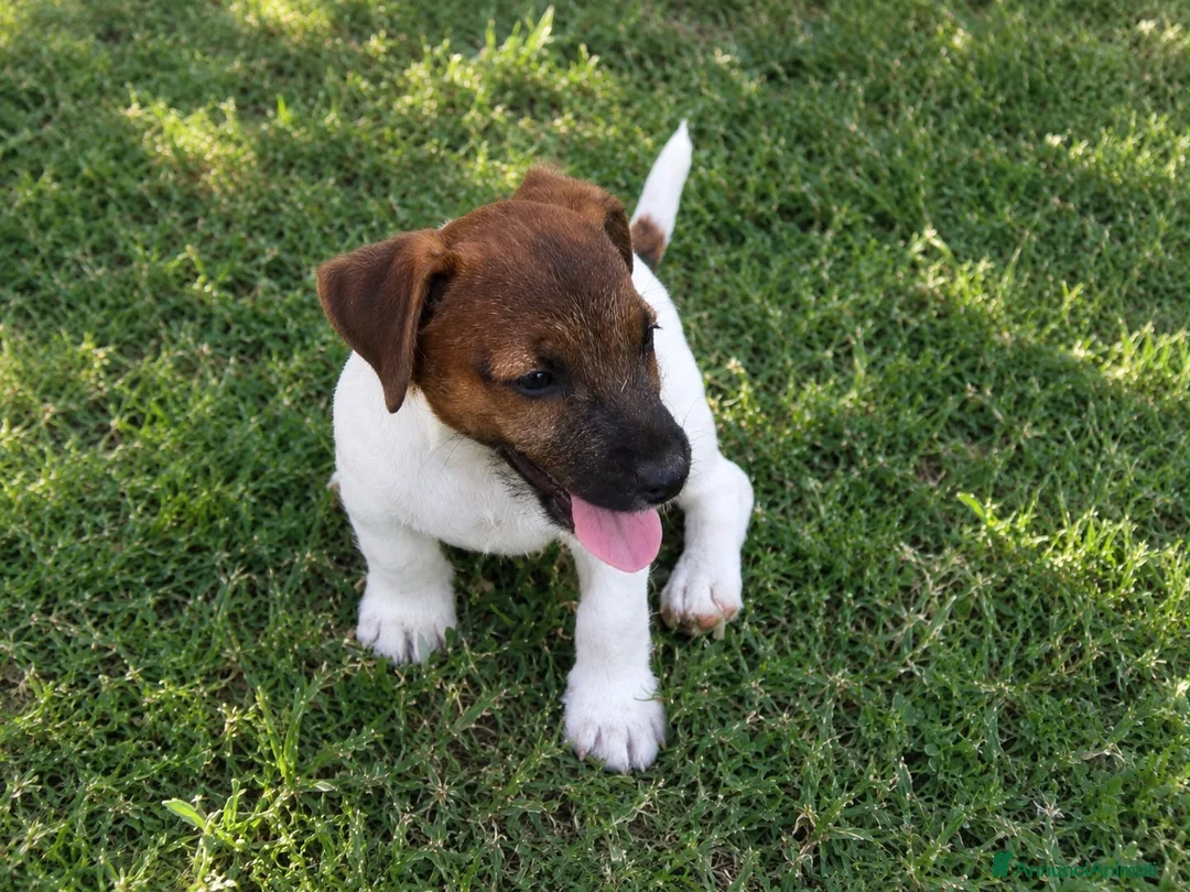 Jack Russell cani in vendita: Jack Russell Cucciolo - Annuncio 4