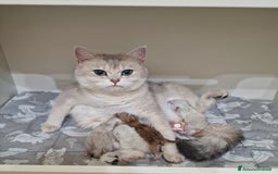 British gatti in vendita: Cuccioli British Shorthair a Villafranca di Verona - Immagine 16