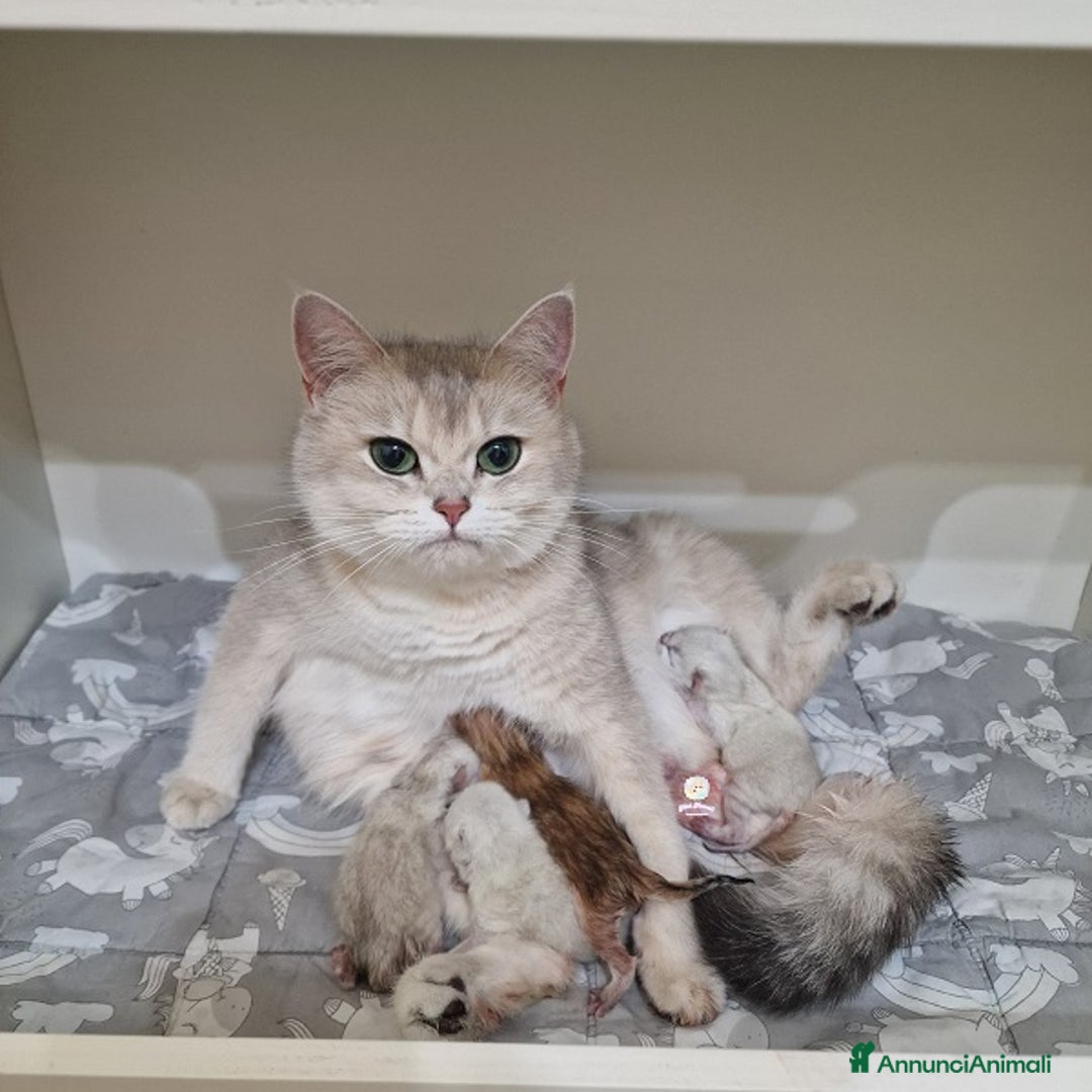 British gatti in vendita: Cuccioli British Shorthair a Villafranca di Verona - Immagine 16