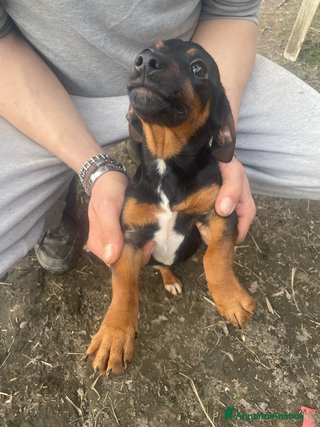 Bassotto cani in vendita: Cuccioli di animali - Annuncio 1