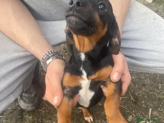 Bassotto cani Cuccioli di animali - Annuncio 2