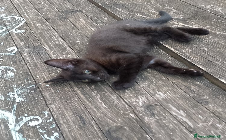 Altre razze gatti a Provincia di Vicenza - Annuncio 17