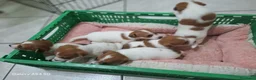Jack Russell cani in vendita: Vendiita  - Annuncio 4