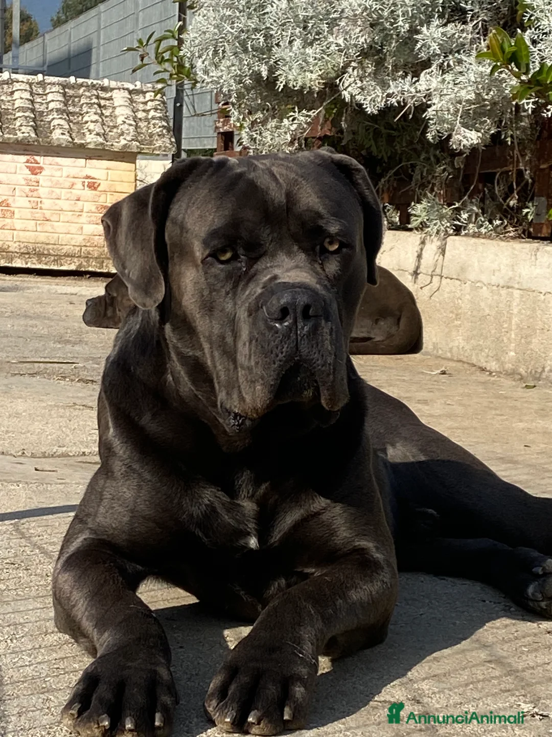 Cane Corso cani in vendita: Cuccioli di Cane Corso - Annuncio 6