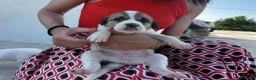 Meticcio cani in regalo: 3 bellissime cucciole cercano casa a Libero consorzio comunale di Ragusa - Annuncio 5