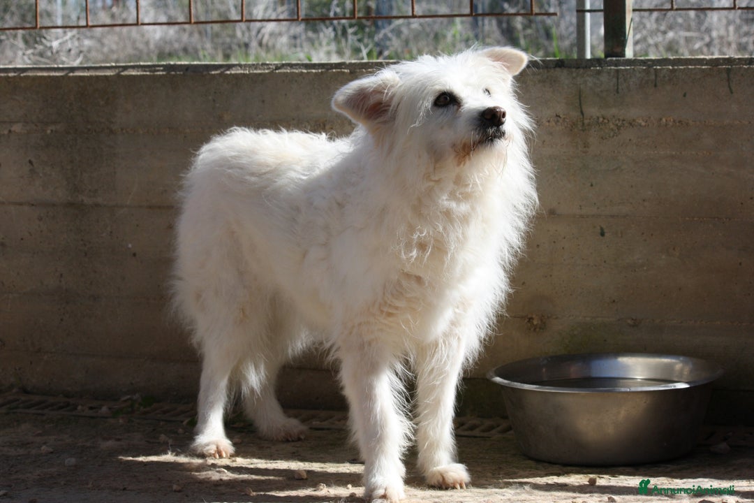 Meticcio cani in regalo: Neve da troppo tempo aspetta una famiglia - Annuncio 3