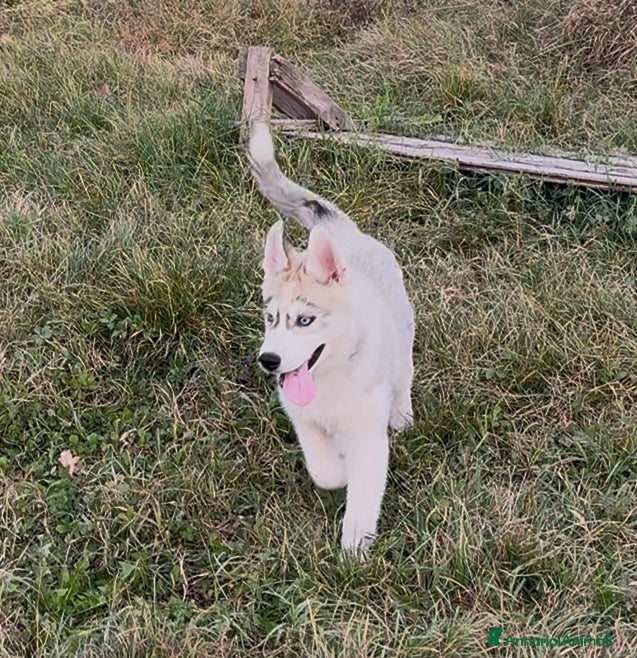 Husky cani Cucciolo di Husky occhi azzurri e pedigree ENCI - Annuncio 1