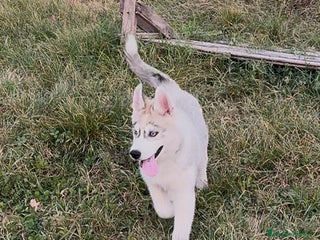 Husky cani Cucciolo di Husky occhi azzurri e pedigree ENCI - Annuncio 2