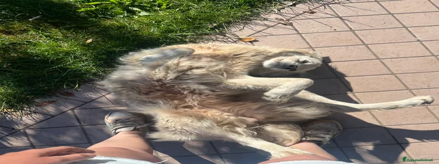Laika