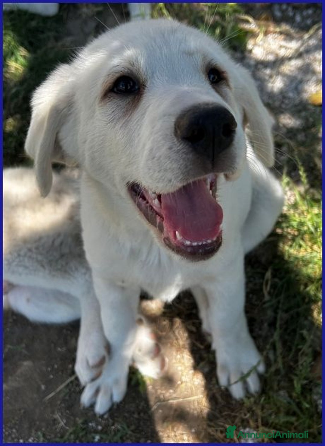 Meticcio cani in regalo: BBQ dolcissima cucciolona - Annuncio 5