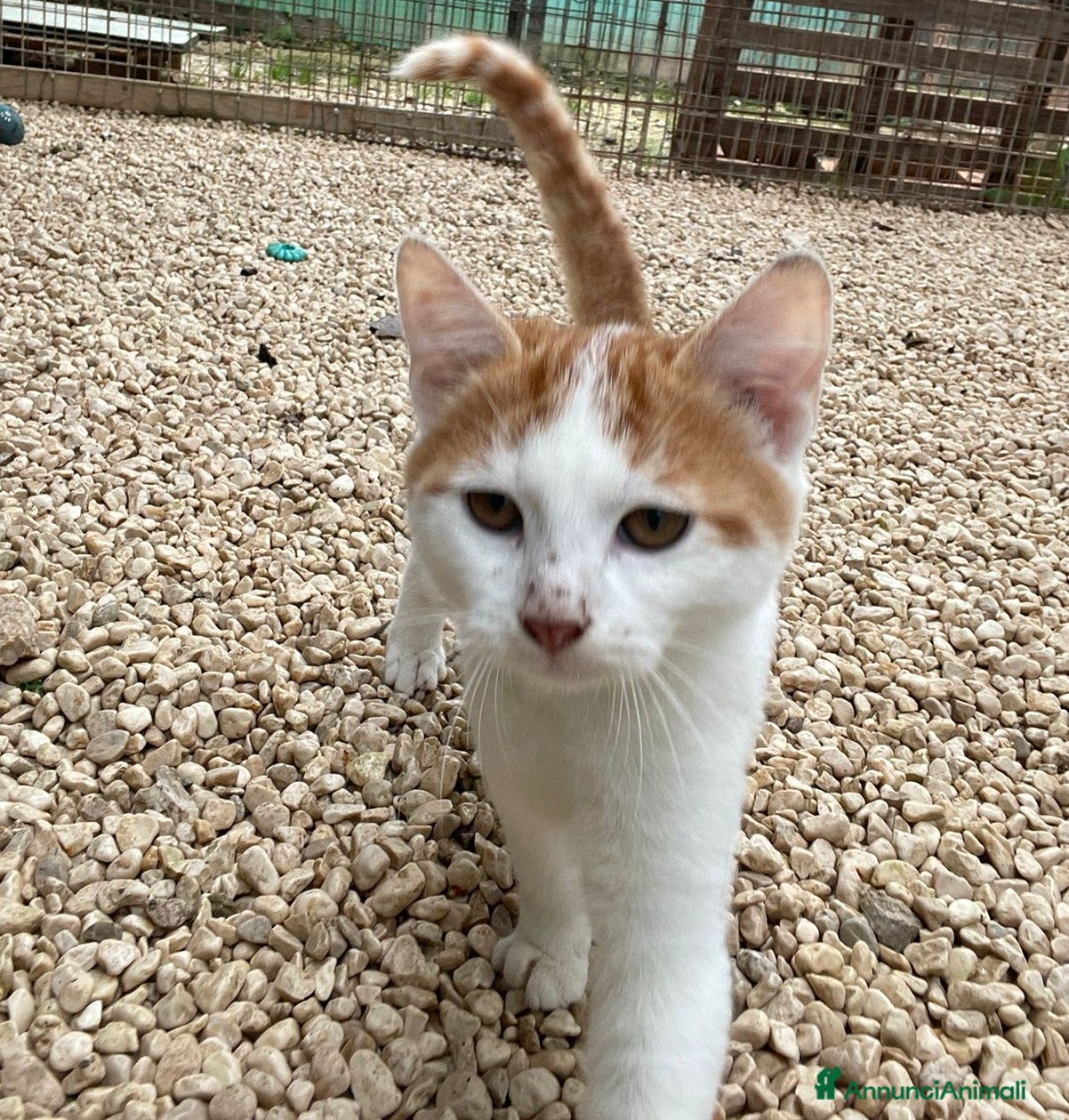 Meticcio gatti MI ADOTTI? SONO IL DOLCE POOH - Annuncio 1