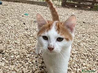 Meticcio gatti MI ADOTTI? SONO IL DOLCE POOH - Annuncio 1