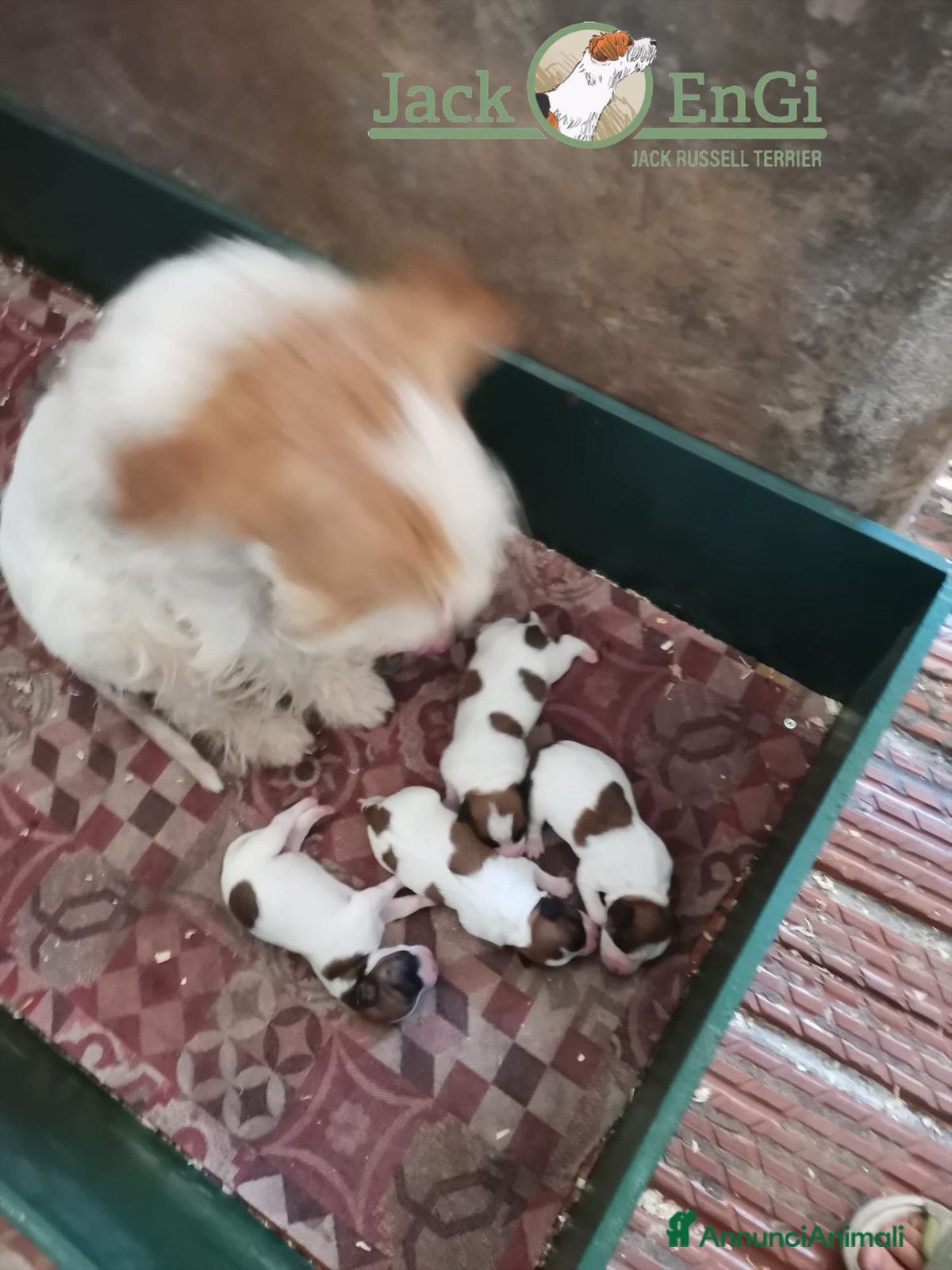 Jack Russell cani Cuccioli di Jack Russell Terrier  - Annuncio 2