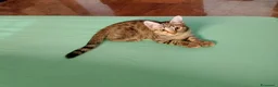 Meticcio gatti in regalo: Gattini  - Annuncio 1