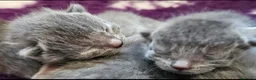 Certosino gatti in vendita: cuccioli di razza certosino  - Annuncio 4