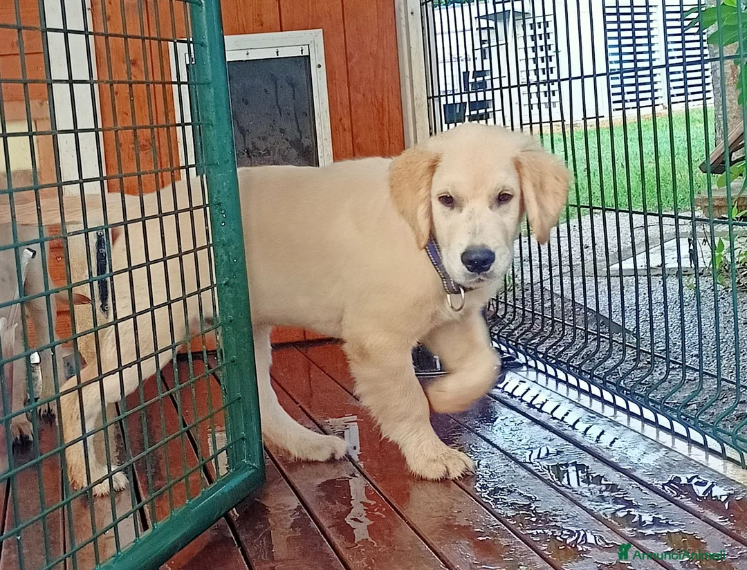 Golden Retriever cani in vendita: Cucciolo di Golden Retriever - Annuncio 3