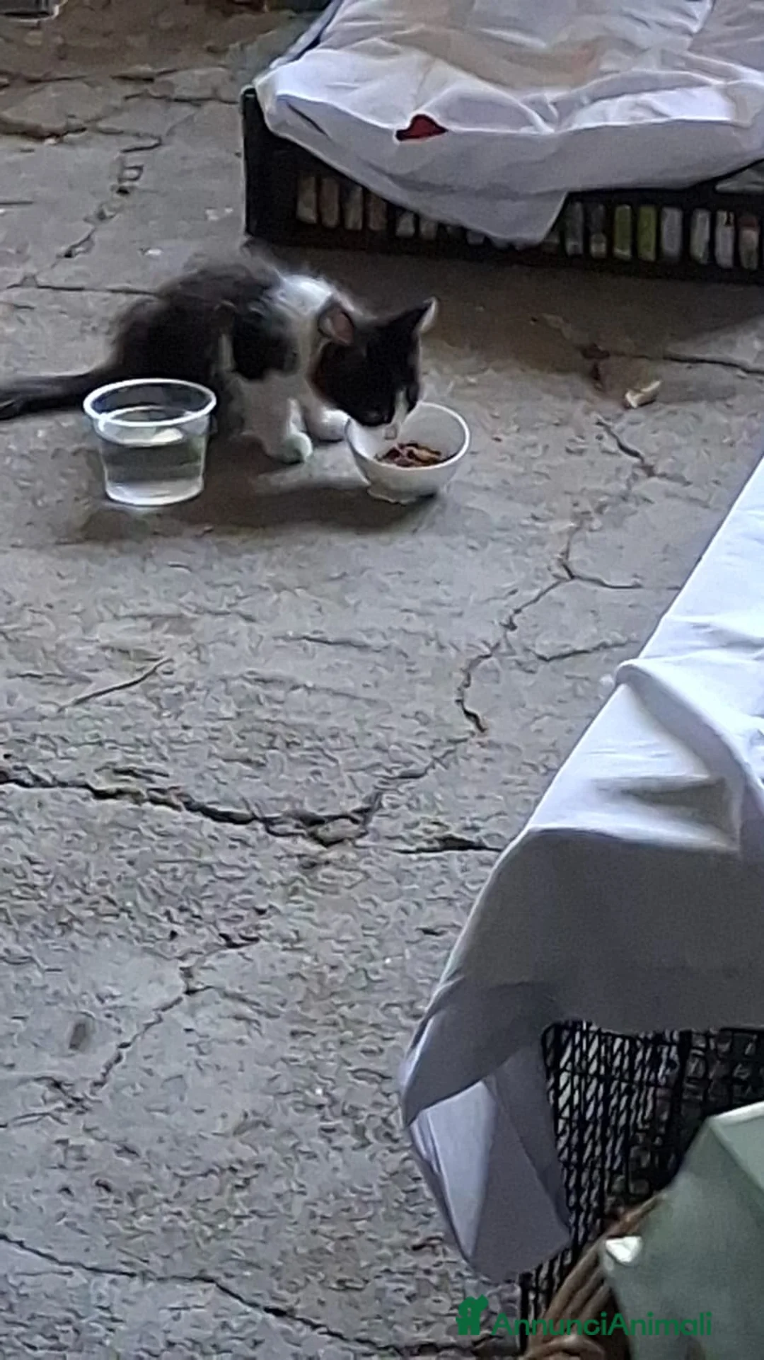 Meticcio gatti in regalo: Gattino CERCA CASA a Città Metropolitana di Napoli - Annuncio 2