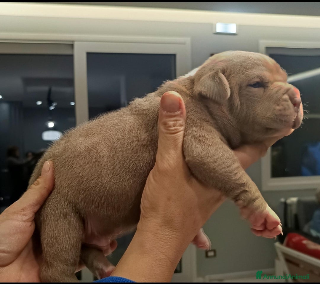American Staffordshire cani Cuccioli disponibili - Alta genealogia - Annuncio 1
