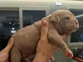 American Staffordshire cani Cuccioli disponibili - Alta genealogia - Annuncio 1