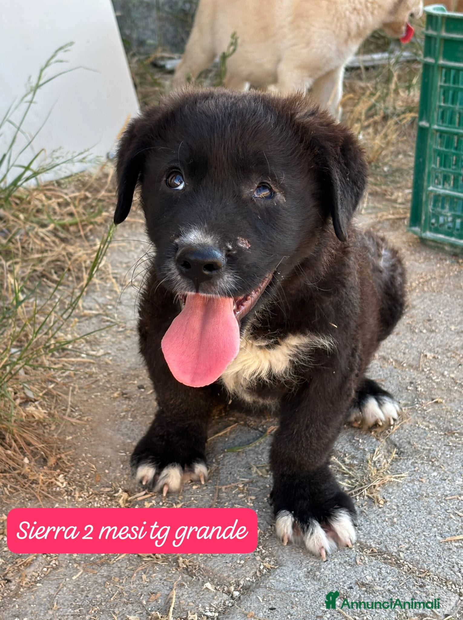 Meticcio cani in regalo: Cuccioli cercano urgentemente famiglia  a Provincia di Monza e della Brianza - Annuncio 10