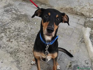 Meticcio cani Maschietto 6anni TUTTI IN CASA!PADRONA MORTA.SICIL a Città metropolitana di Milano - Annuncio 24