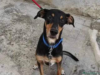 Meticcio cani Maschietto 6anni TUTTI IN CASA!PADRONA MORTA.SICIL a Città metropolitana di Milano - Annuncio 41