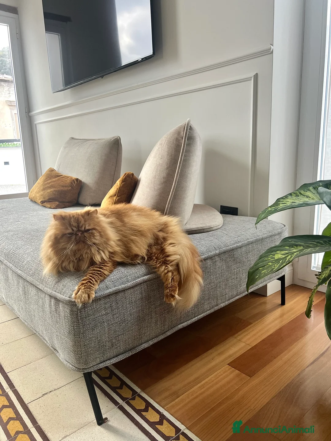 Persiano gatti per accoppiamento: Bellissimo gatto persiano disponibile per monta  - Annuncio 4