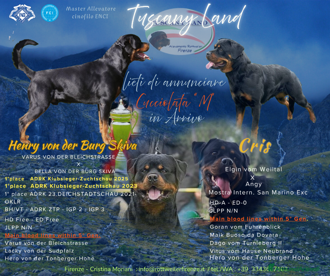 Rottweiler cani in vendita: Cuccioli Rottweiler  - Annuncio 3