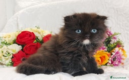 Scottish gatti in vendita: Scottish fold Occhi Azzurri  a Città Metropolitana di Genova - Immagine 6