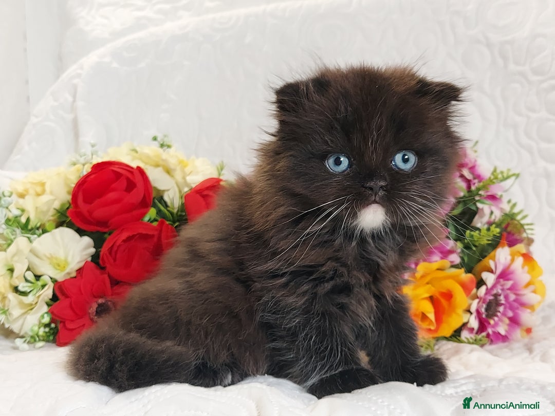 Scottish gatti in vendita: Scottish fold Occhi Azzurri  a Città Metropolitana di Genova - Immagine 6