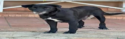 Meticcio cani in regalo: BELLA 🩷 una cagnolona che aspetta il lieto fine a Provincia di Mantova - Annuncio 4