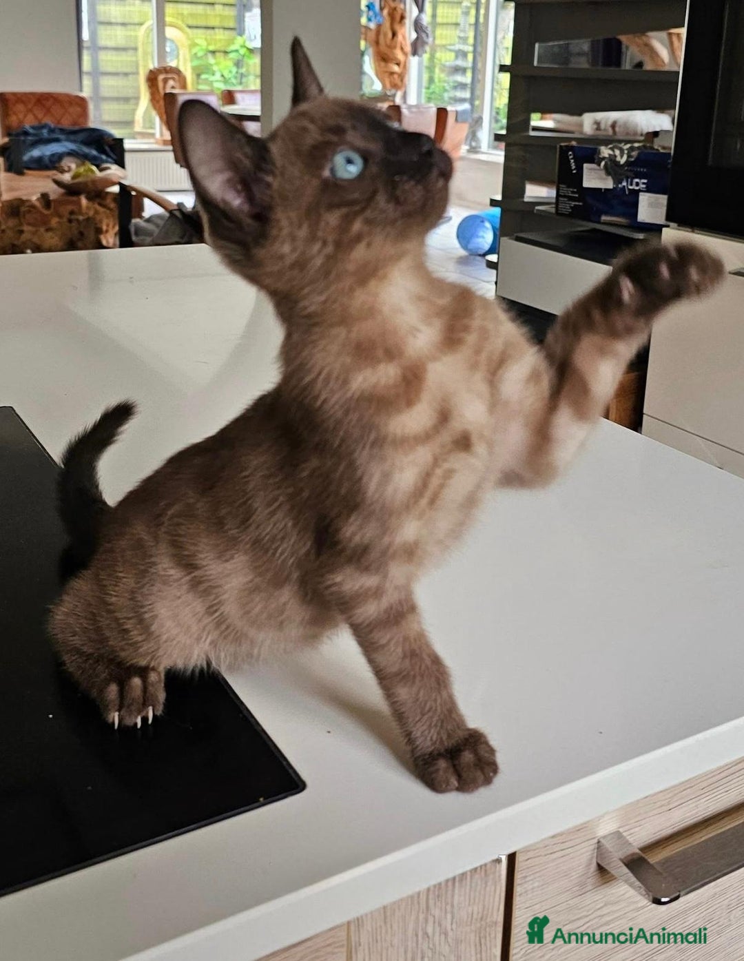 Bengala gatti in vendita: Cuccioli di bengala - Annuncio 4