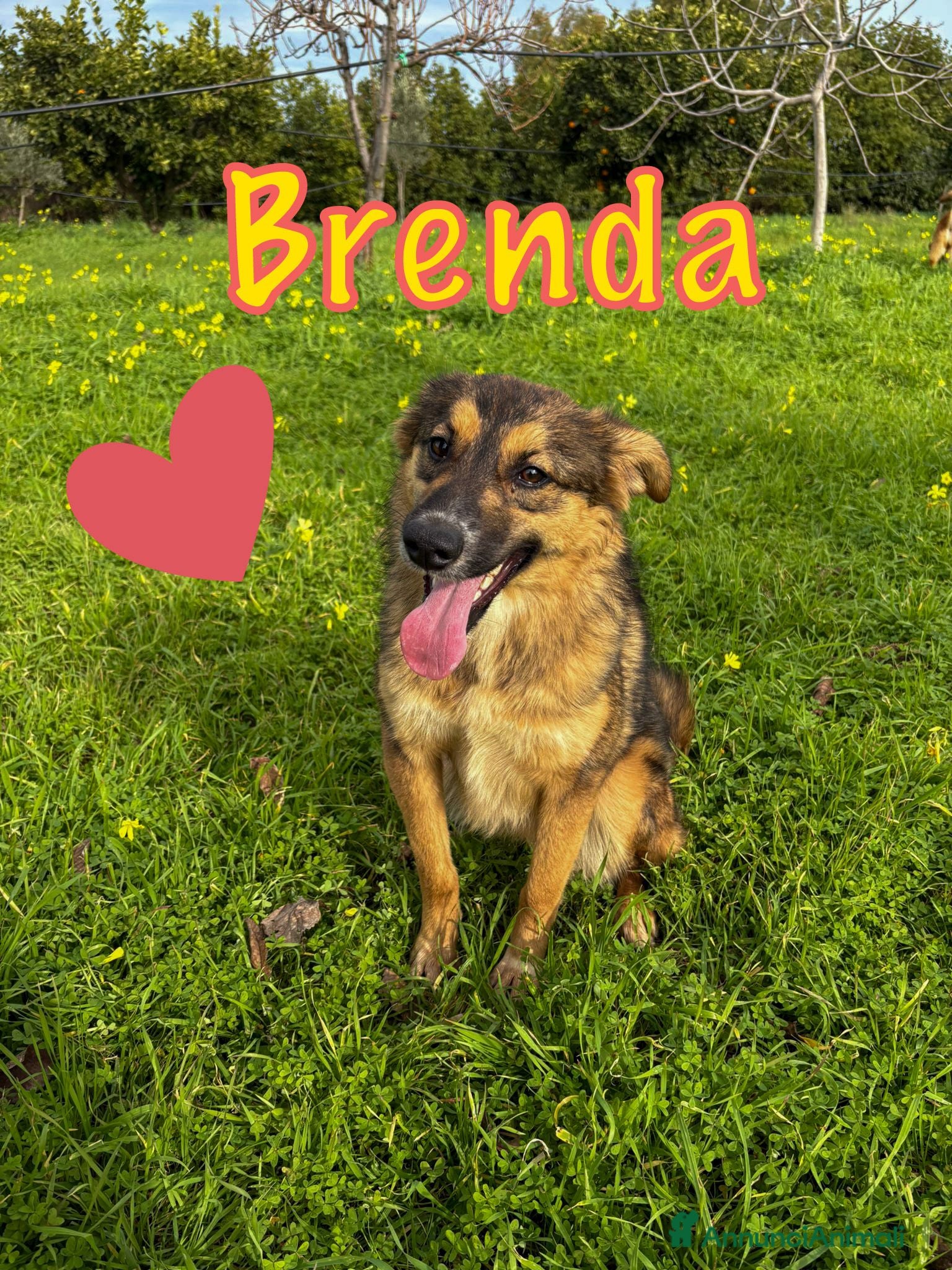 Meticcio cani BRENDA 🩷 ha uno di quei sorrisi che restano - Annuncio 2