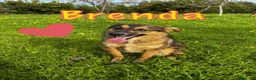 Meticcio cani in regalo: BRENDA 🩷 ha uno di quei sorrisi che restano a Provincia di Verona - Annuncio 1